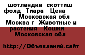 шотландка  скоттиш  фолд  Тиара › Цена ­ 12 000 - Московская обл., Москва г. Животные и растения » Кошки   . Московская обл.